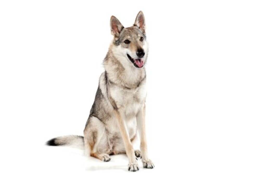Mezclas de perro y lobo: características y tipos