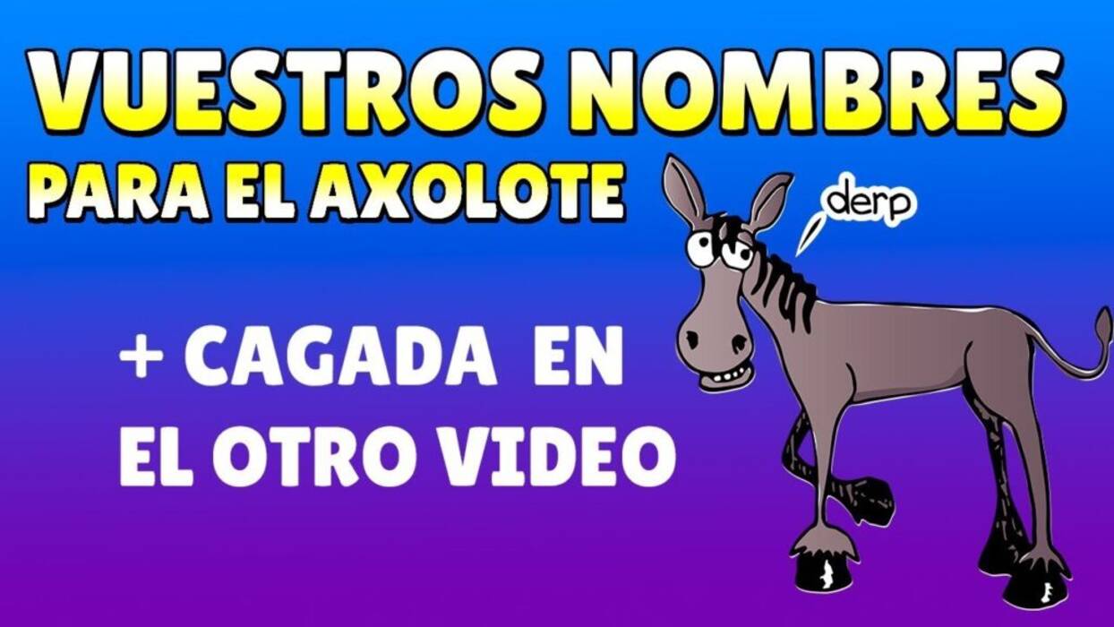 Nombres populares e interesantes para niñas chihuahua