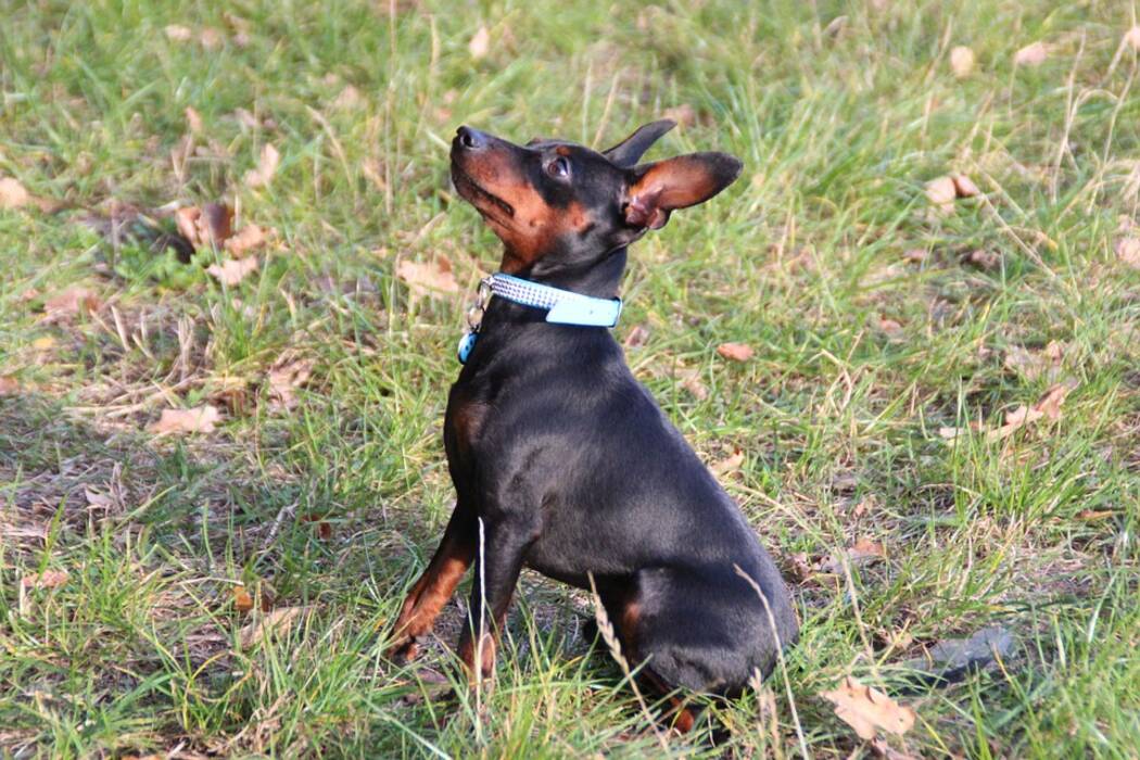 Pros y contras de la raza de perro Zwergpinscher