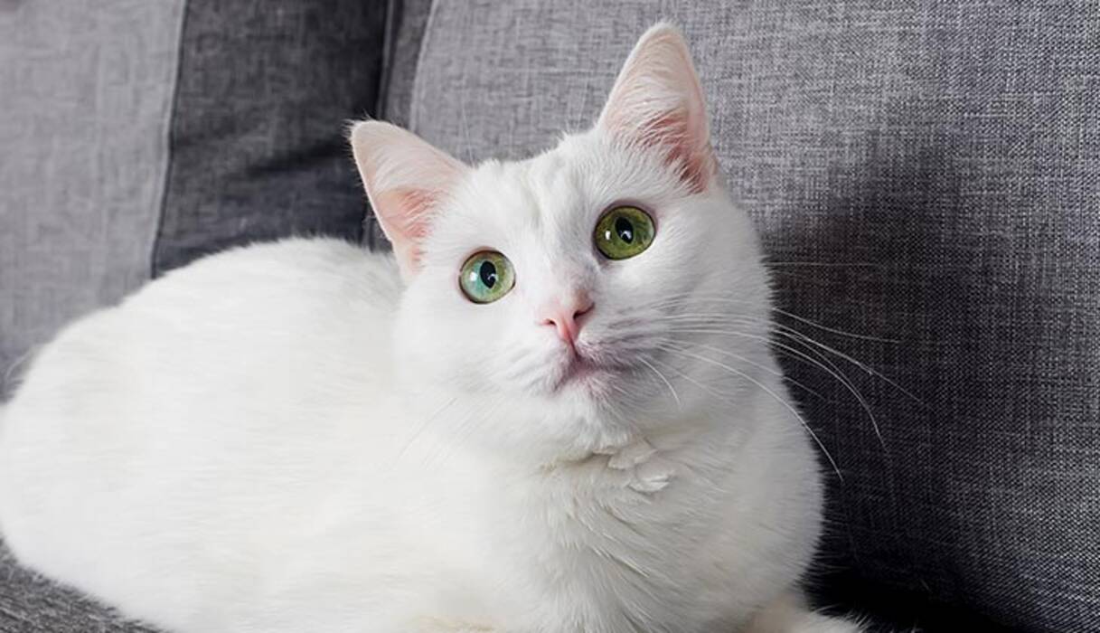 Razas de gatos con ojos de distintos colores y características de su salud