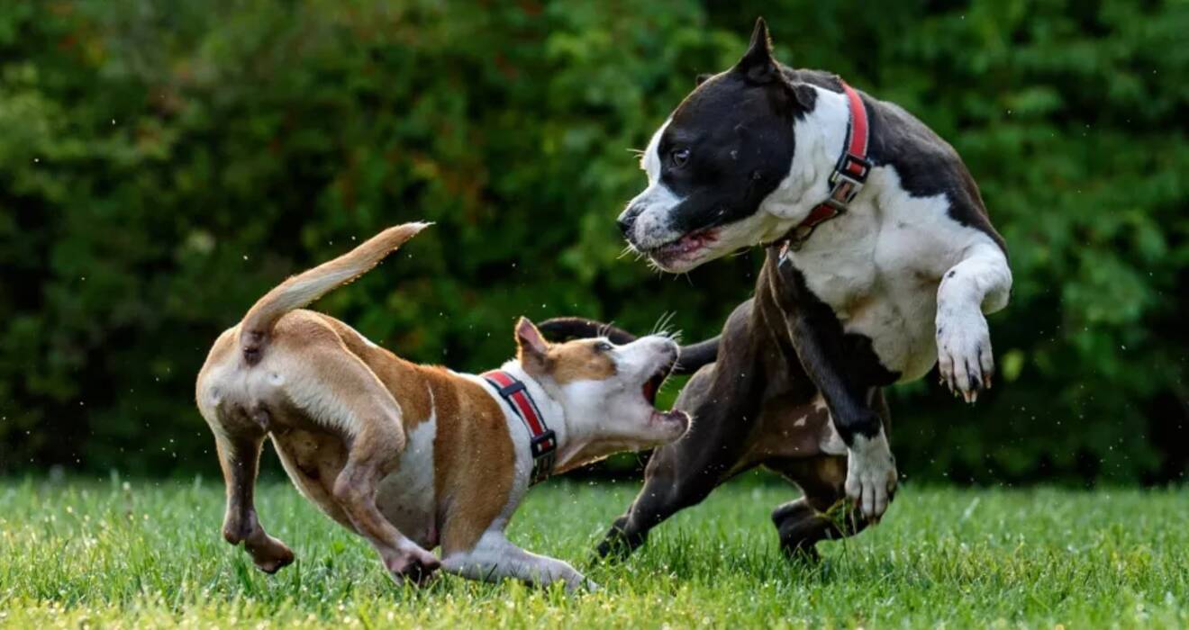 Razas de los perros más sin pretensiones y las normas de su elección