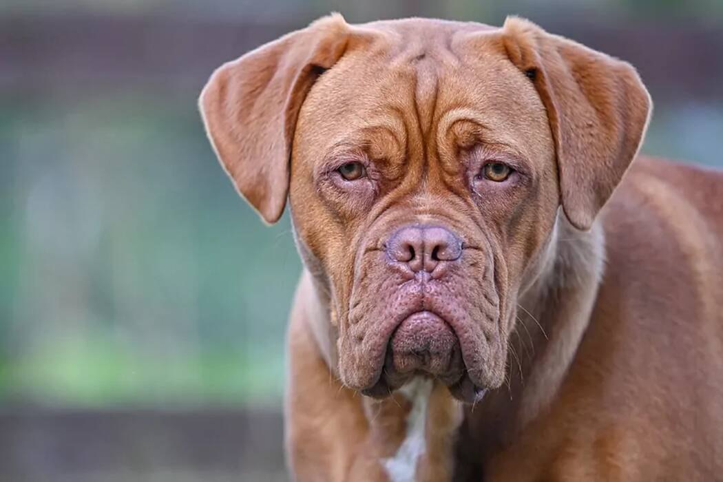 Razas de perros con cara achatada