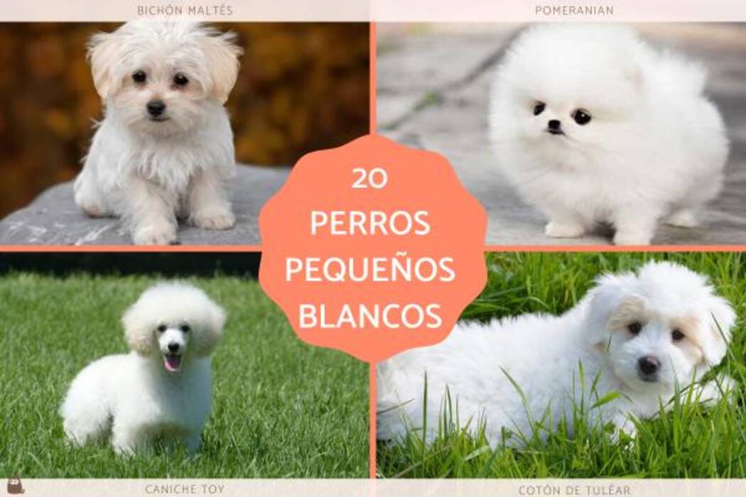 Razas de perros pequeños de pelo liso