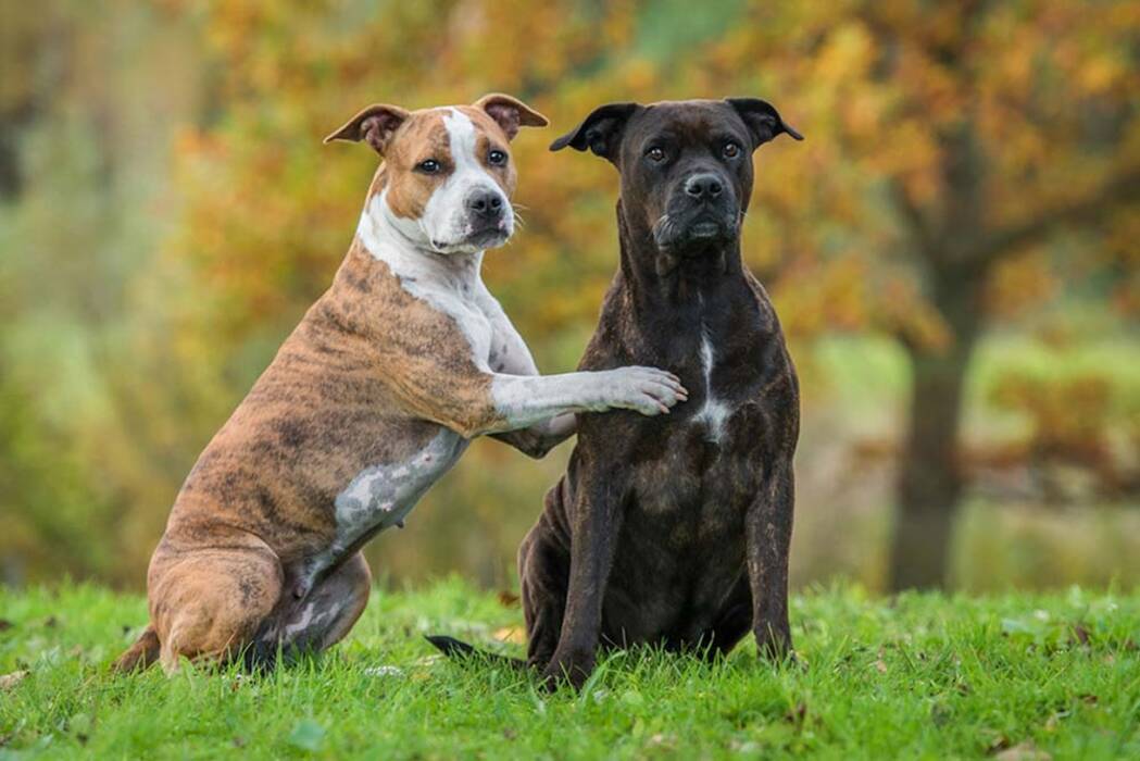 Staffordshire terrier de color tigre: cómo es y cómo mantenerlo?