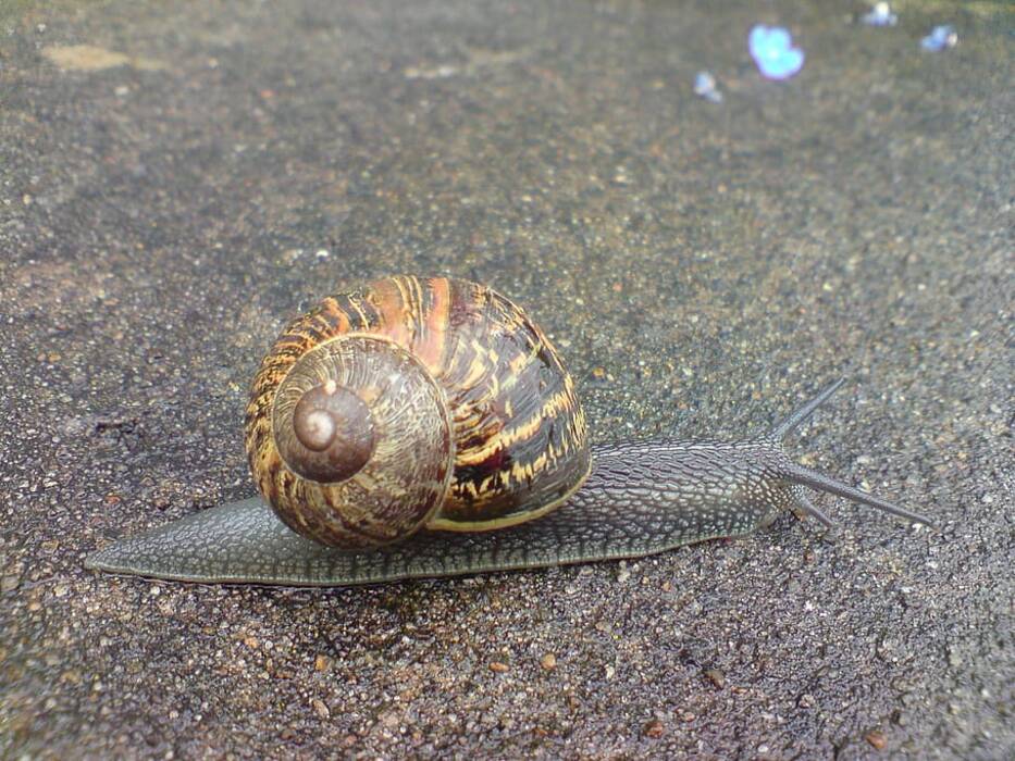Caracol mariza: peculiaridades de su mantenimiento y cría