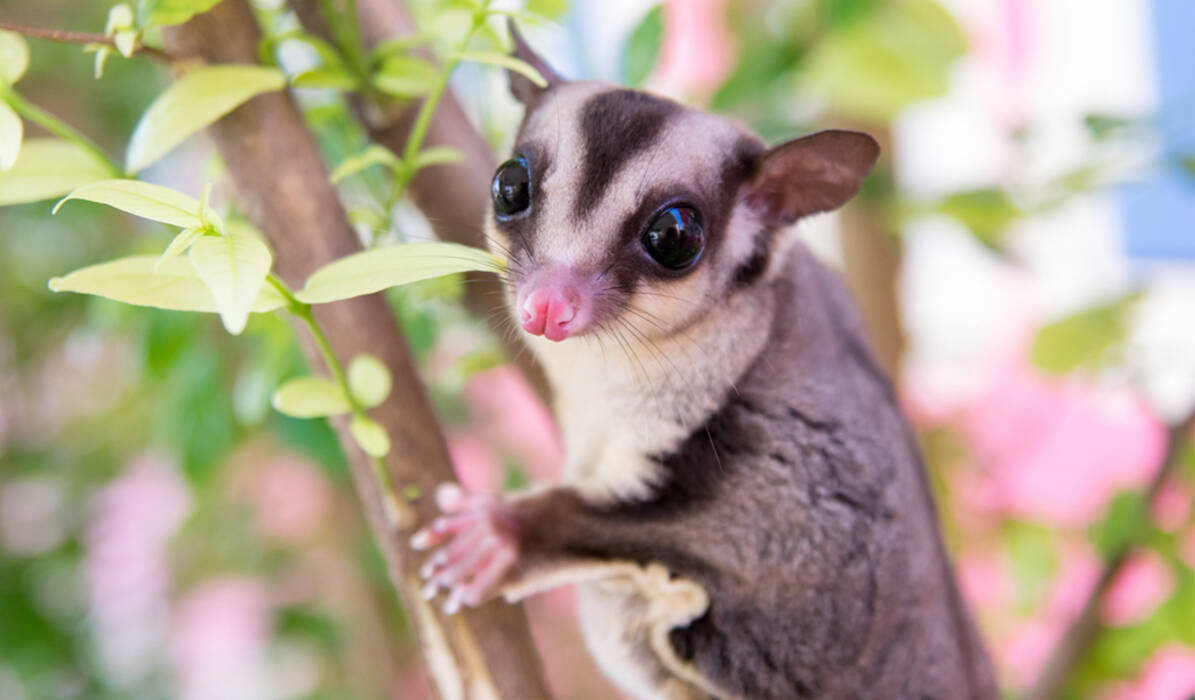Chinchilla escocesa: variaciones de color, carácter y condiciones de tenencia de los gatos
