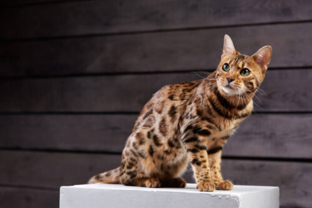 Colores del gato de Bengala