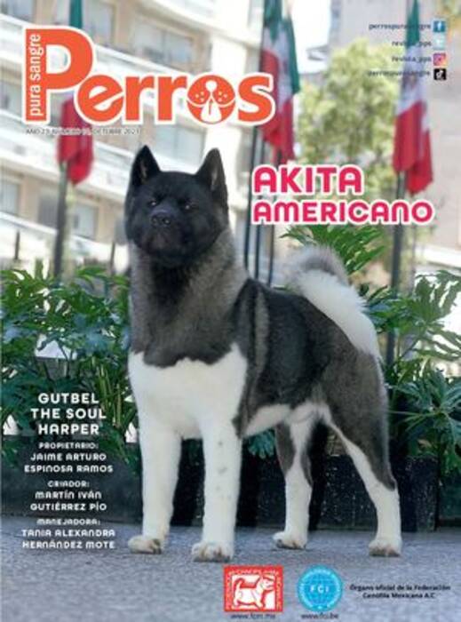 Cómo cortar el pelo a un Spitz bajo un oso: preparación y esquema paso a paso