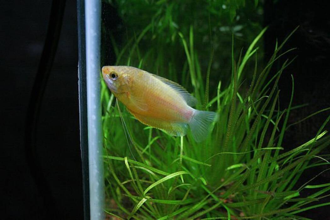 Compatibilidad de gourami con otros peces