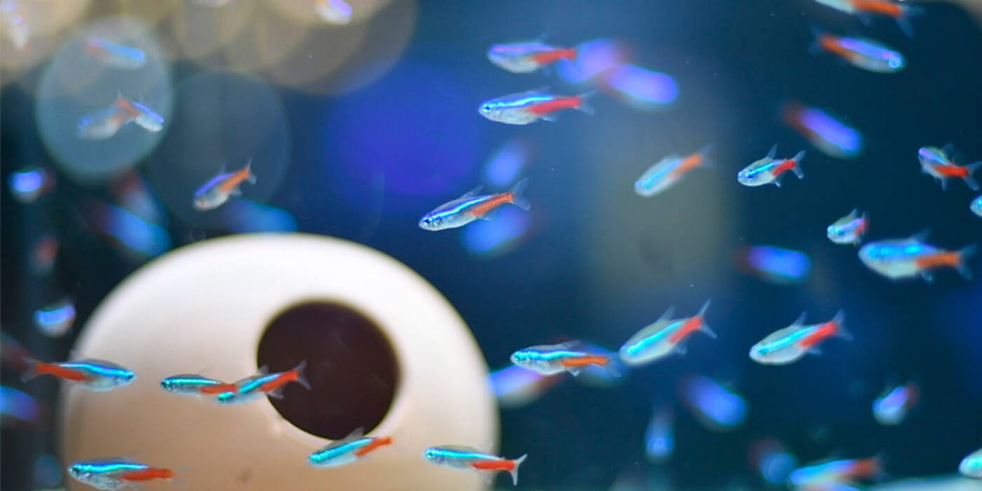 Compatibilidad de los peces de acuario: ¿quién se lleva bien con quién??