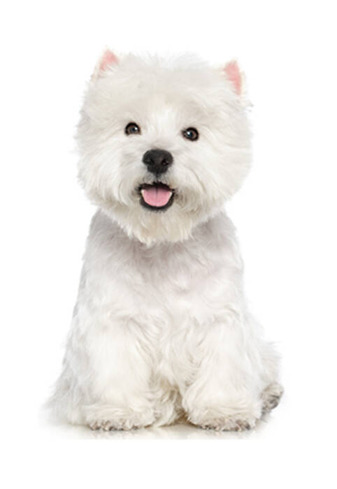 Corte de pelo del West Highland White Terrier: requisitos y tipos