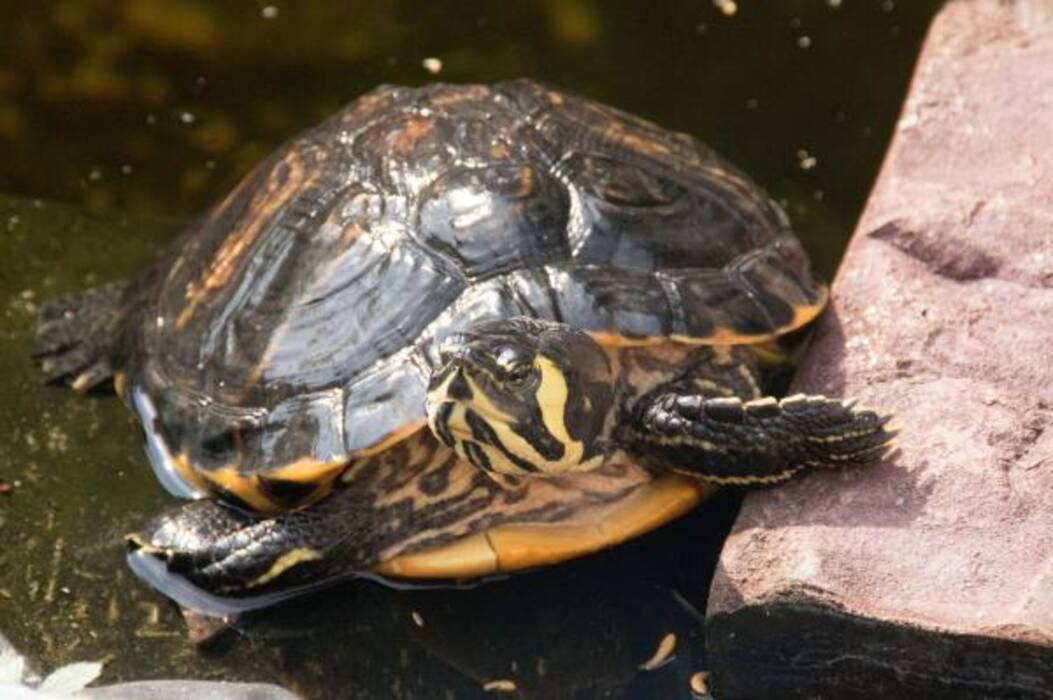 ¿Cuánto tiempo puede vivir una tortuga de orejas rojas sin comida y por qué no come??