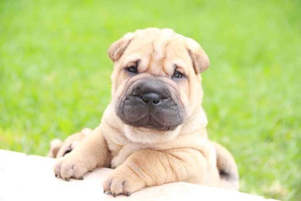 ¿Cuánto vive un Shar-Pei y de qué depende??