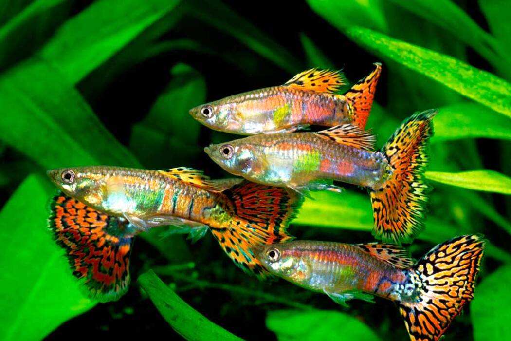Cuánto viven los guppys y cómo alargar su vida?