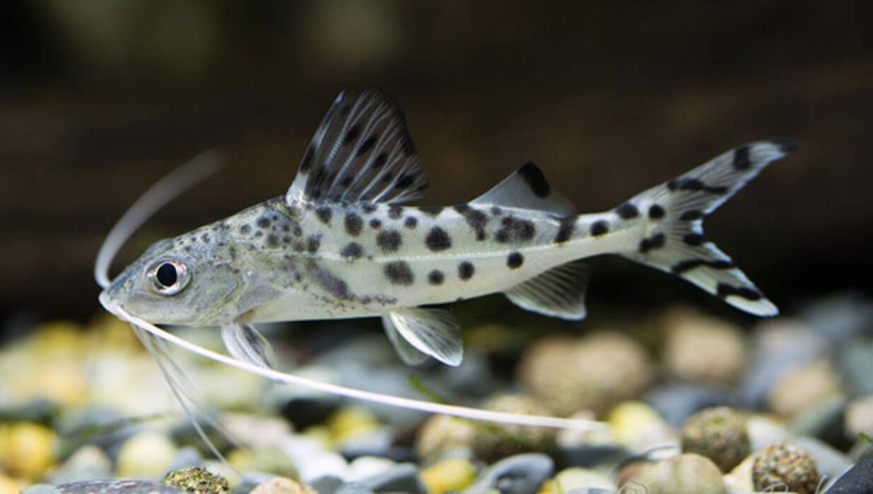 ¿Cuánto viven los siluros de acuario y de qué depende??