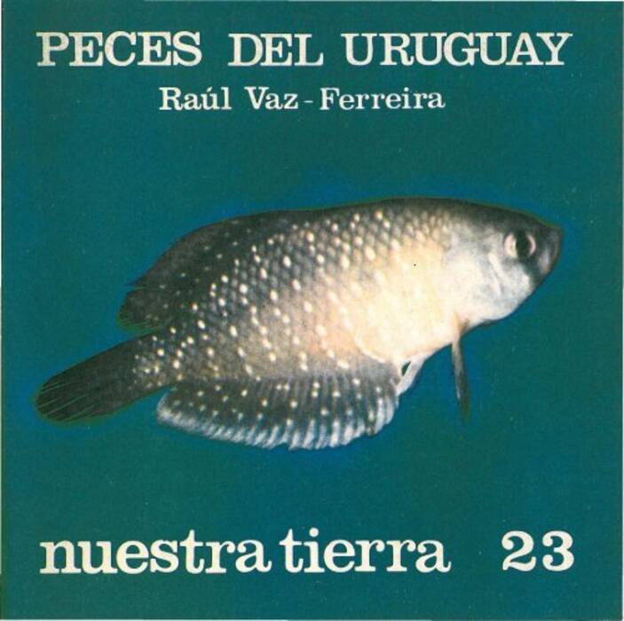 Cuántos años vive el pez gallo y cómo prolongar su existencia?