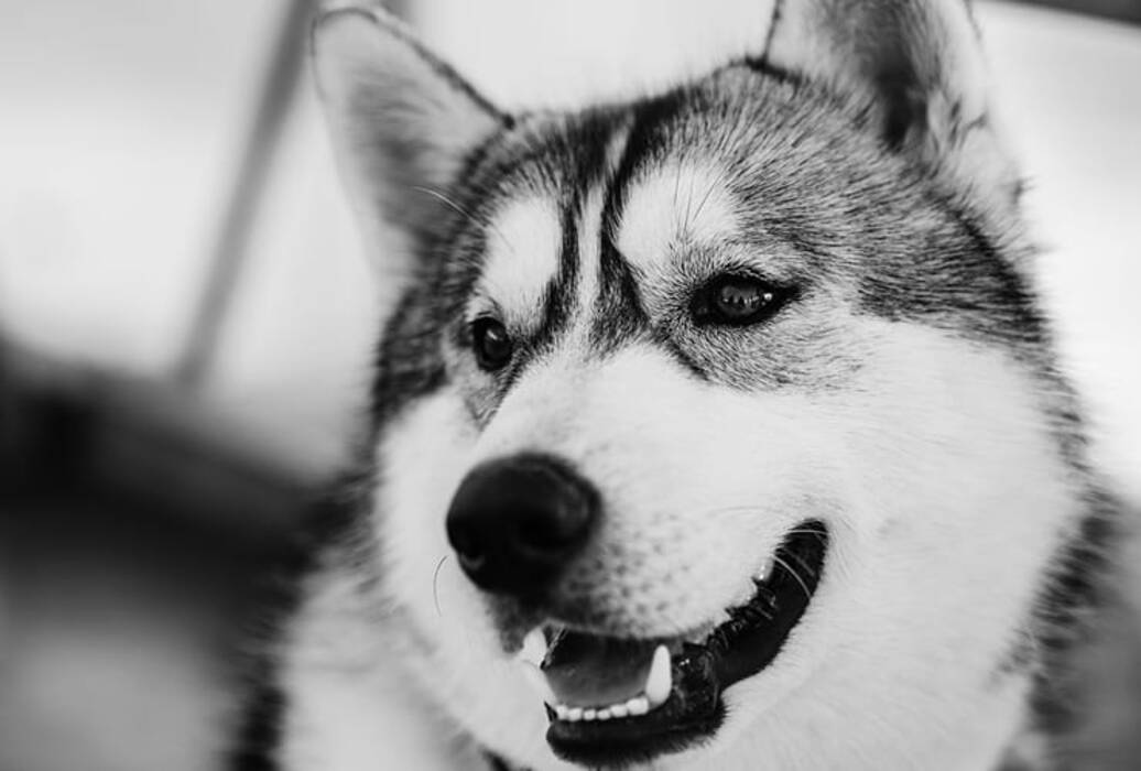 ¿Cuántos años viven los huskies y de qué depende??