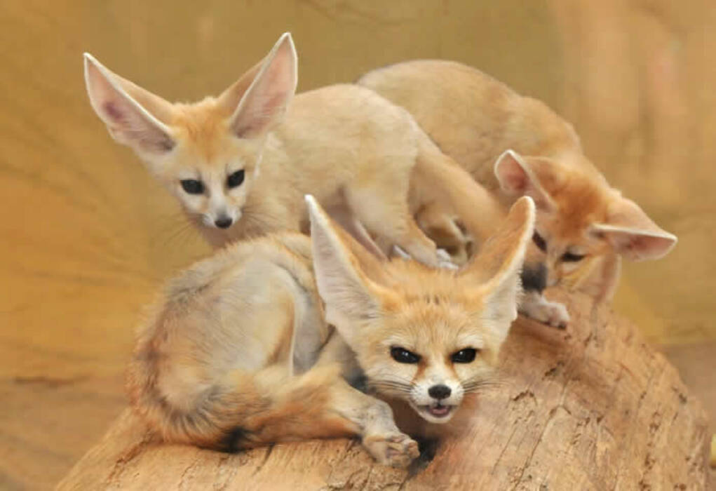 Fennec - todo sobre zorros poco comunes como mascotas