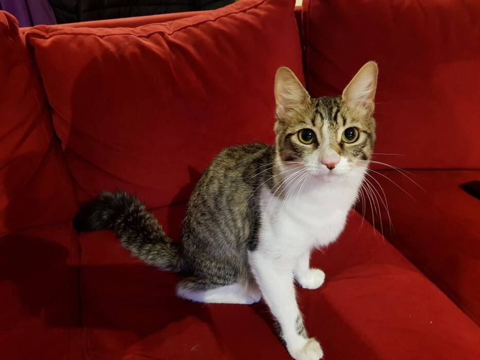Gatos rojos: cómo se comportan y cómo son?