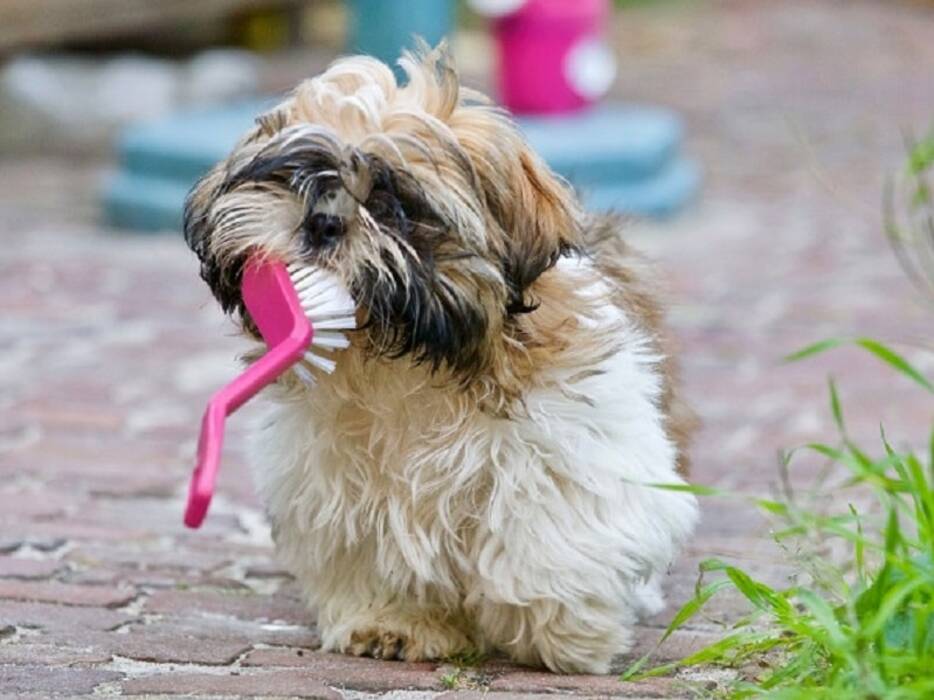 Hábitos del perro y su significado