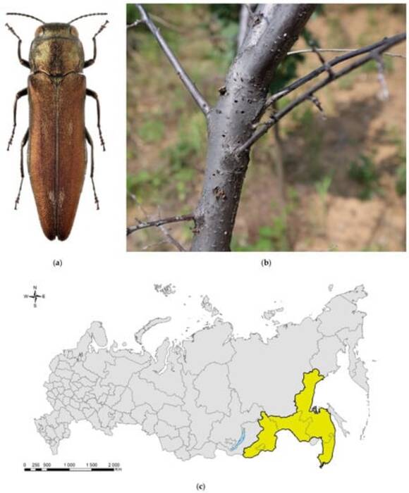 Insectos de Crimea: especies y hábitats