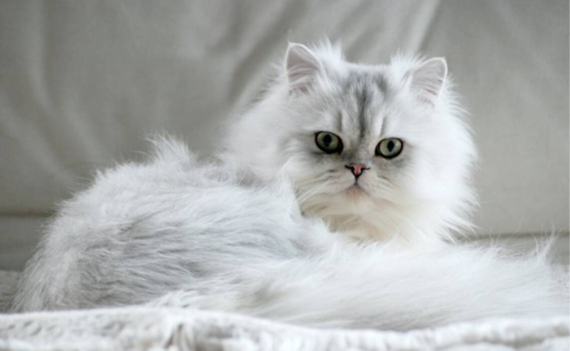 La chinchilla británica plateada: descripción y mantenimiento de los gatos
