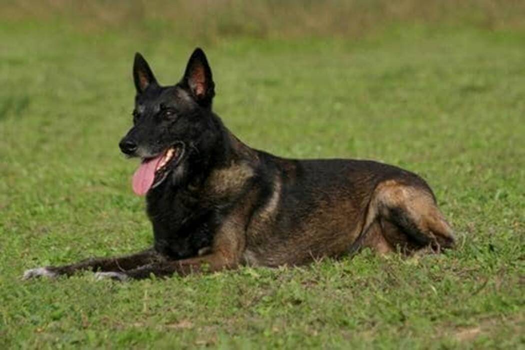 Lista de apodos para un perro pastor alemán Chica