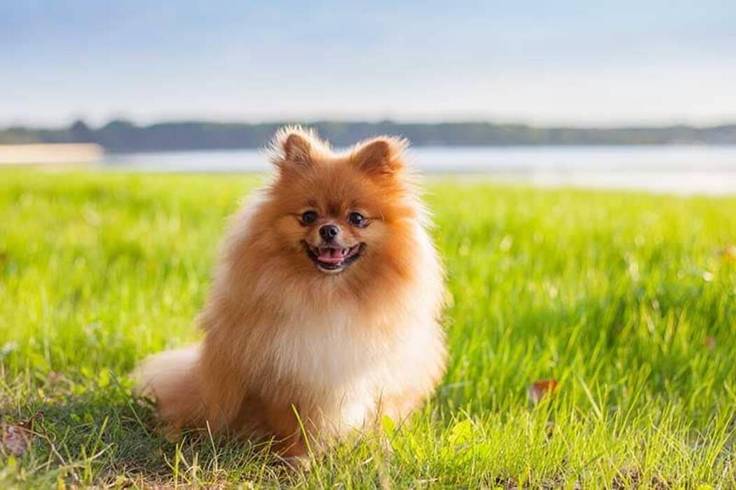 Mantener a un Spitz en un piso