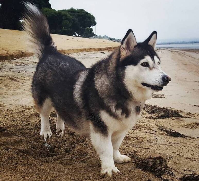 Mezcla de husky y husky