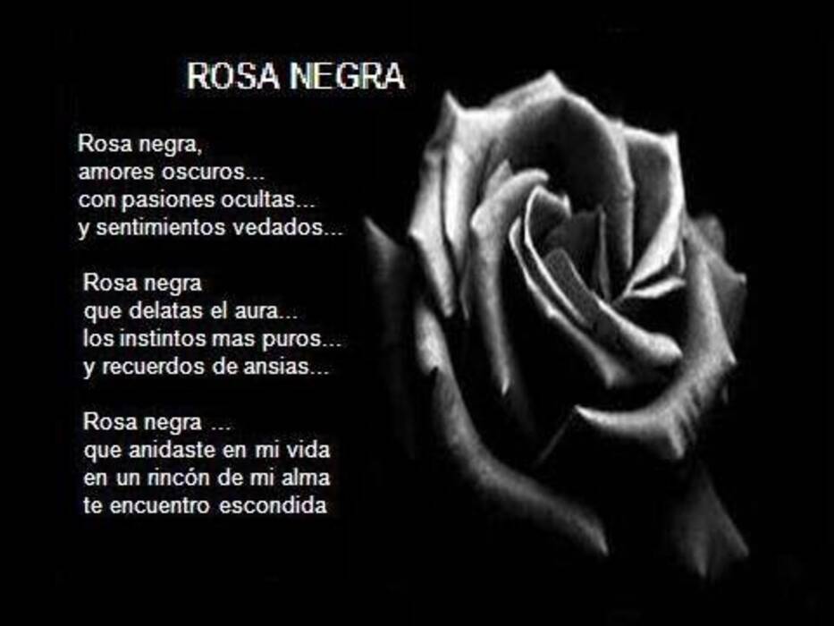 Qué significa la rosa negra?