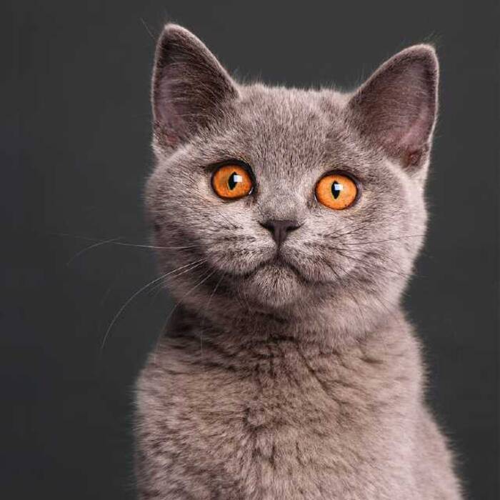 Razas de gatos con ojos grandes