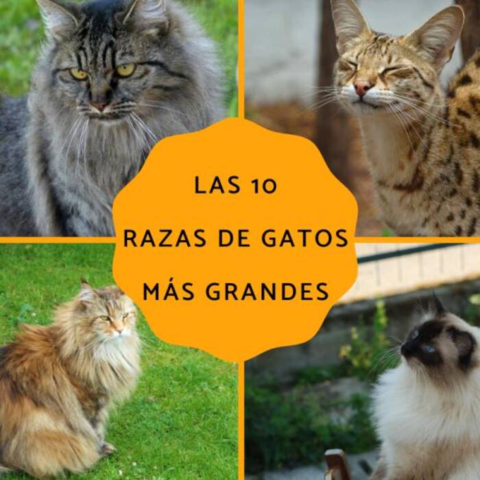 Razas de gatos y gatos con orejas grandes