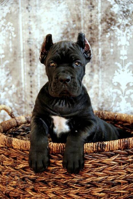 Razas de perros con pliegues