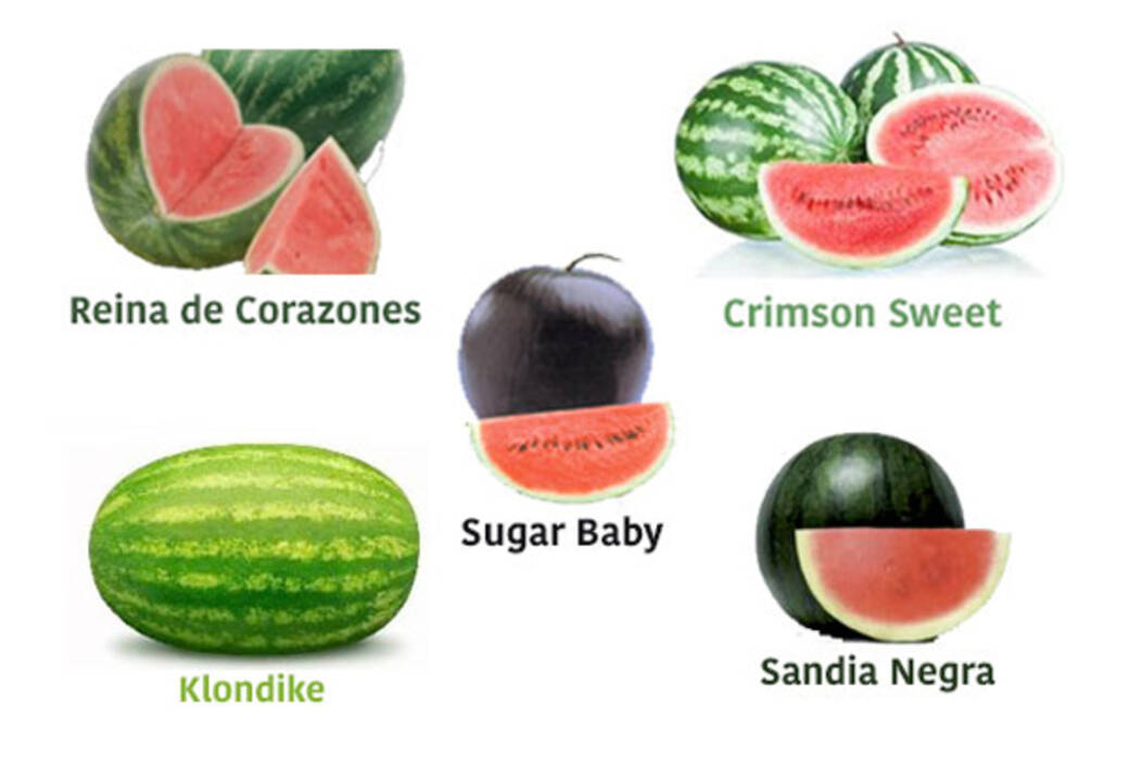Variedad de manualidades a partir de la sandía