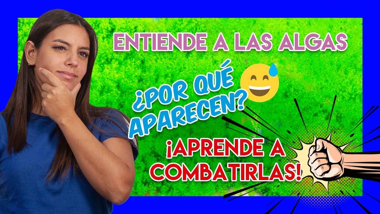 Barbanegra en el acuario: qué es, por qué aparece y cómo deshacerse de ella?