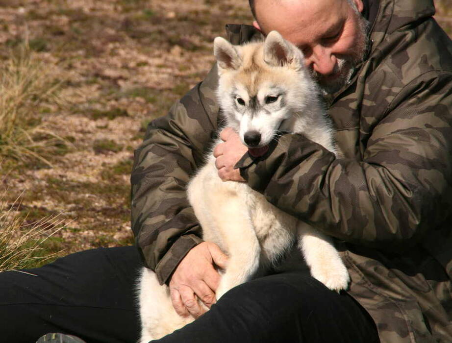Cachorros de husky de 3 meses y características