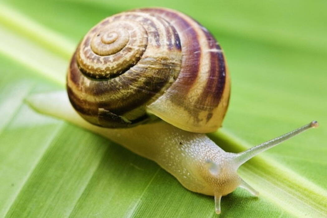 Caracol Helena: beneficios, perjuicios y recomendaciones de contenido