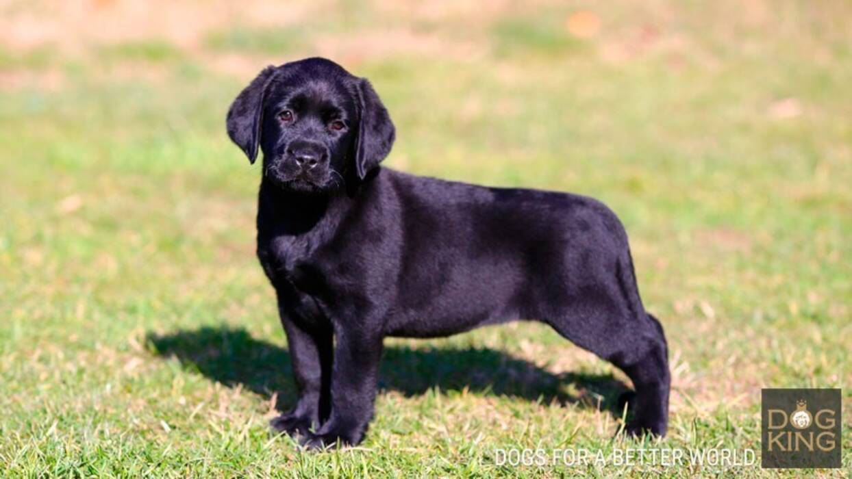 Características y cuidados de los cachorros de Labrador de 1 mes