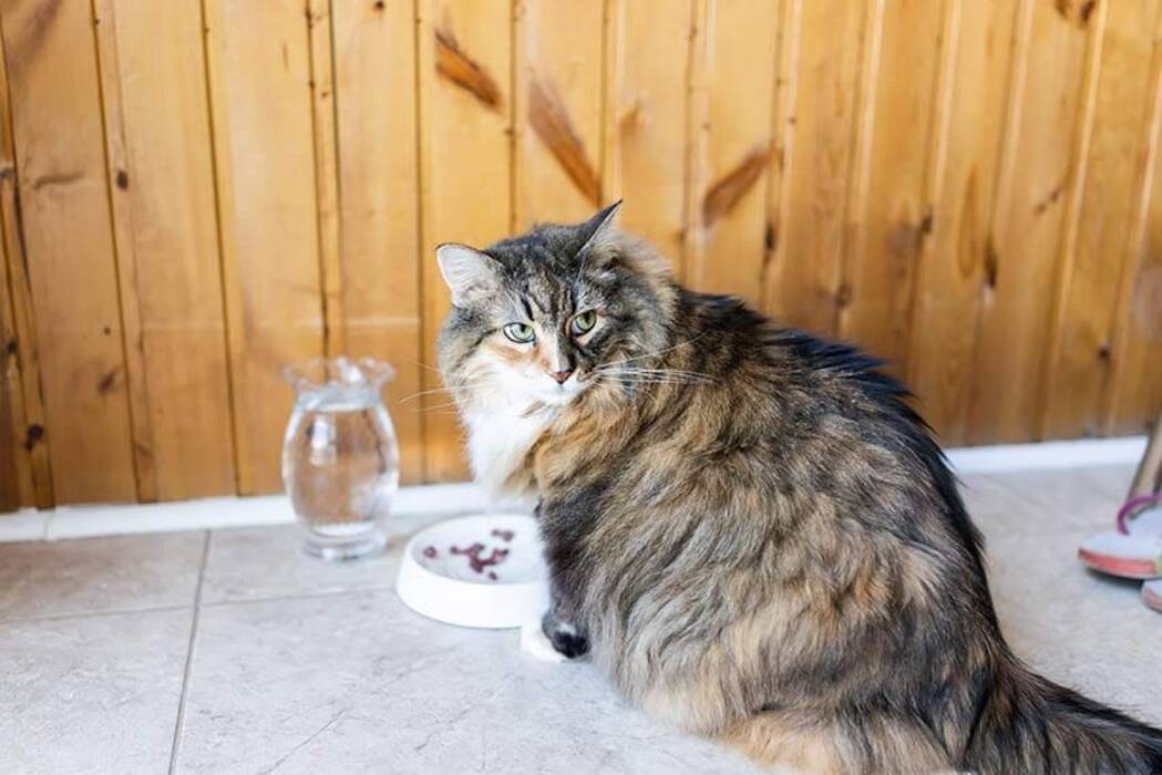 Comparación de los Maine Coon con los gatos corrientes