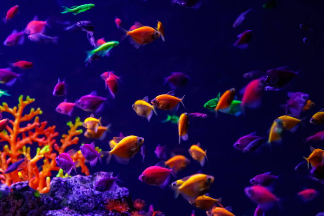 Compatibilidad de ternecia con otros peces