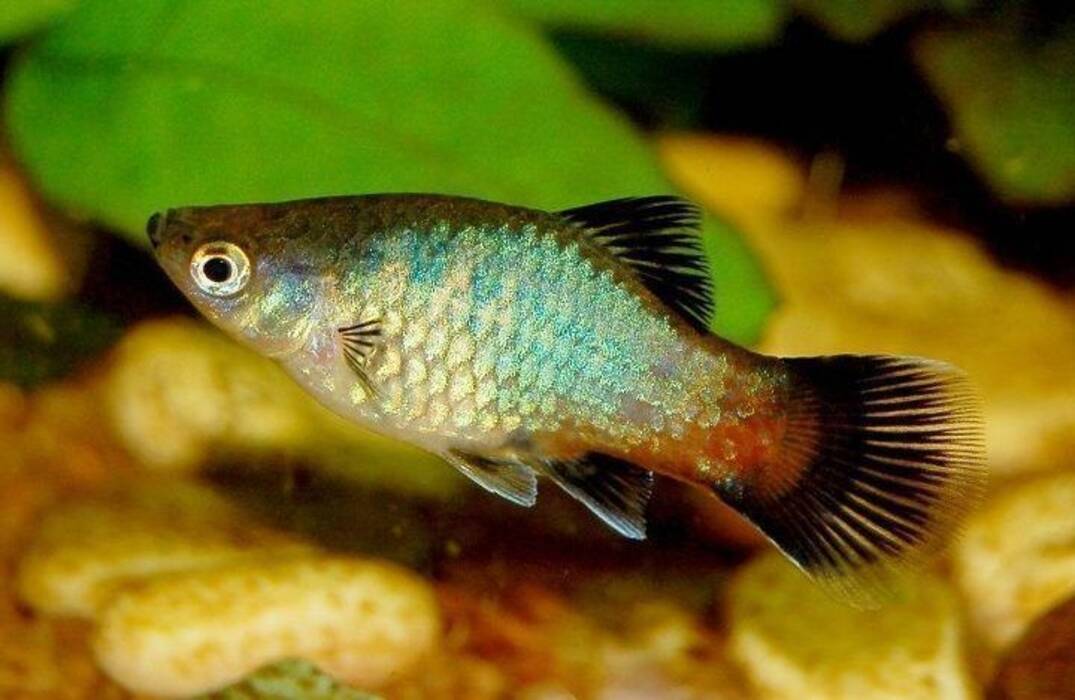 Conchas en el acuario: beneficios, perjuicios y recomendaciones de uso