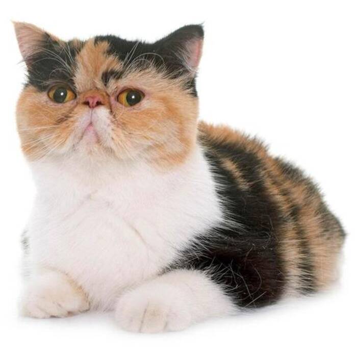 Corte de pelo a los gatos: características y recomendaciones