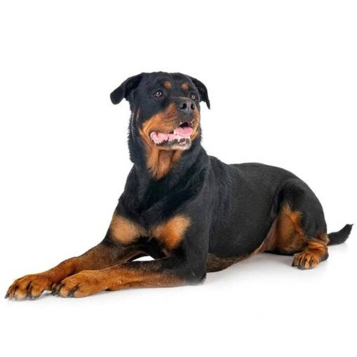 Cuánto viven los Rottweiler y de qué depende?