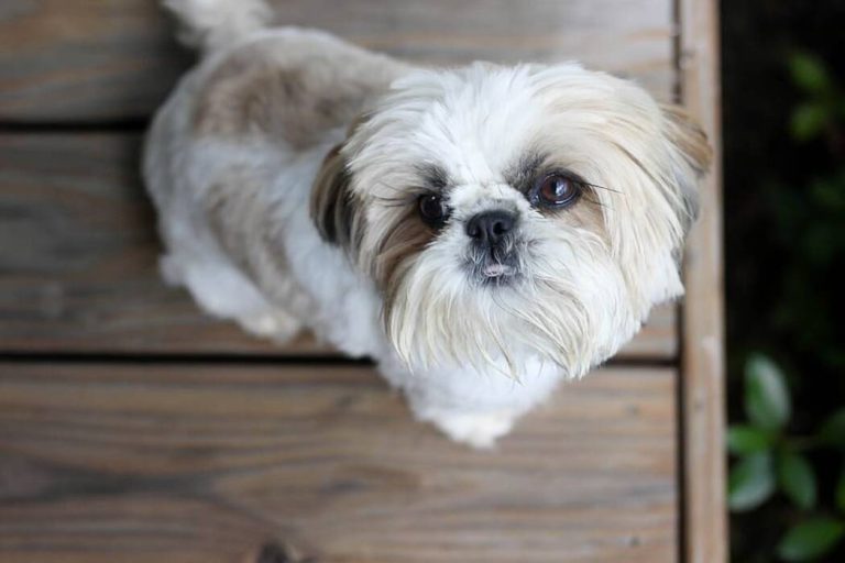 Cuánto viven los Shih Tzu? Esperanza de vida media en condiciones