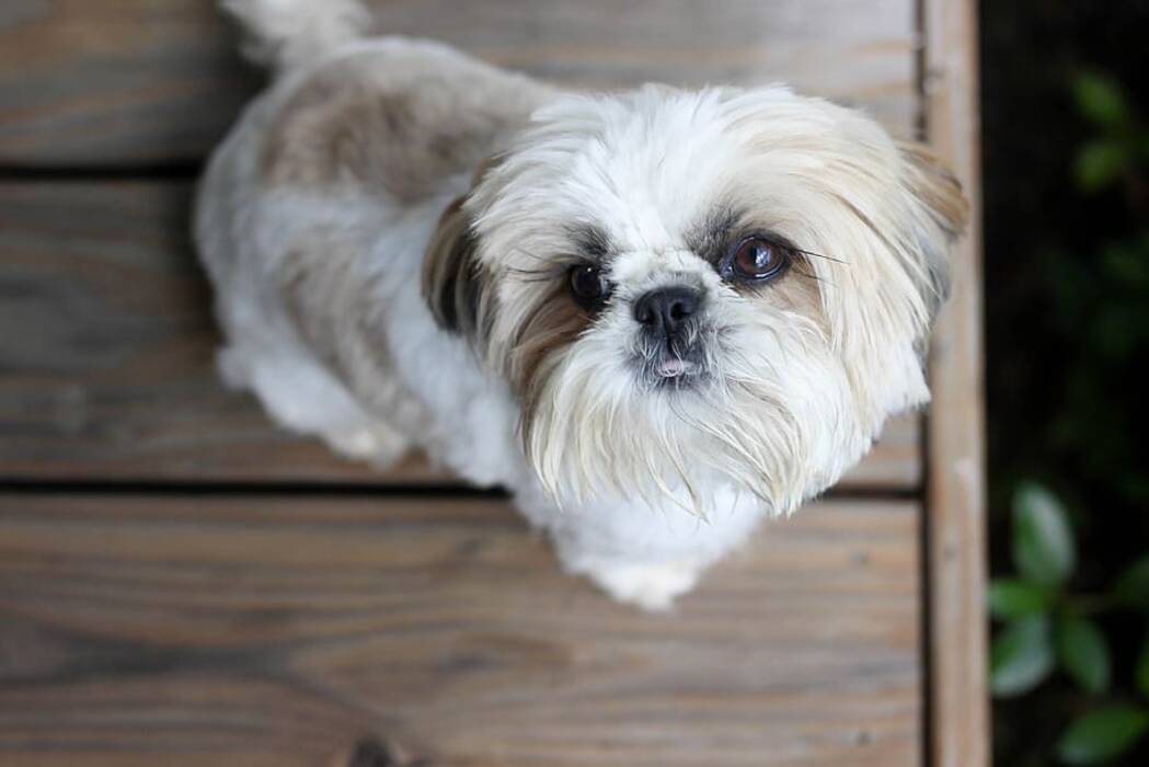 Cuántos años viven los Shih Tzu y de qué depende?