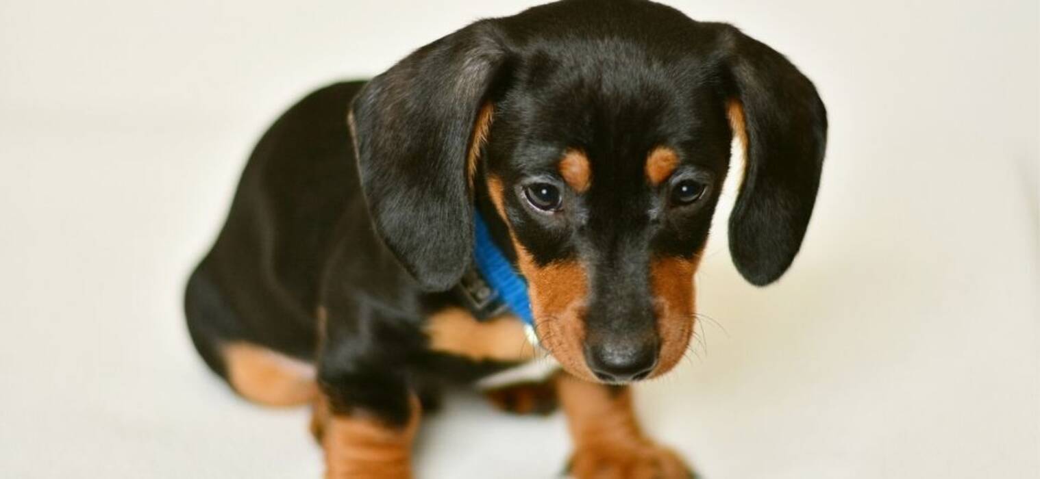 Descripción de los perros salchicha blancos, su carácter y normas de cuidado