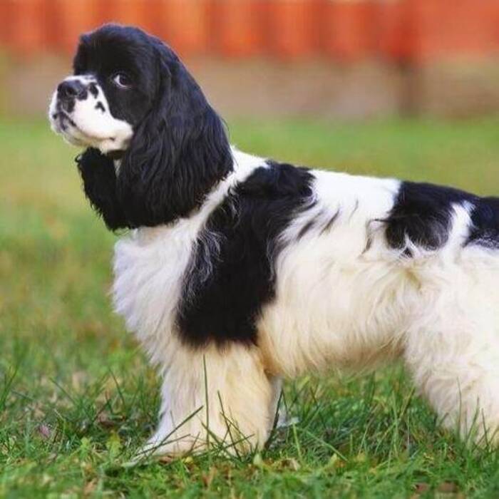 En qué se diferencia el Cocker Spaniel Americano del Cocker Spaniel Inglés?
