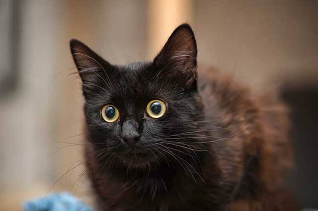 Gato siberiano negro: descripción de la raza y características de color