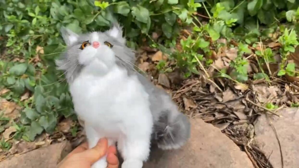 Gatos grises británicos: descripción y normas de cuidado