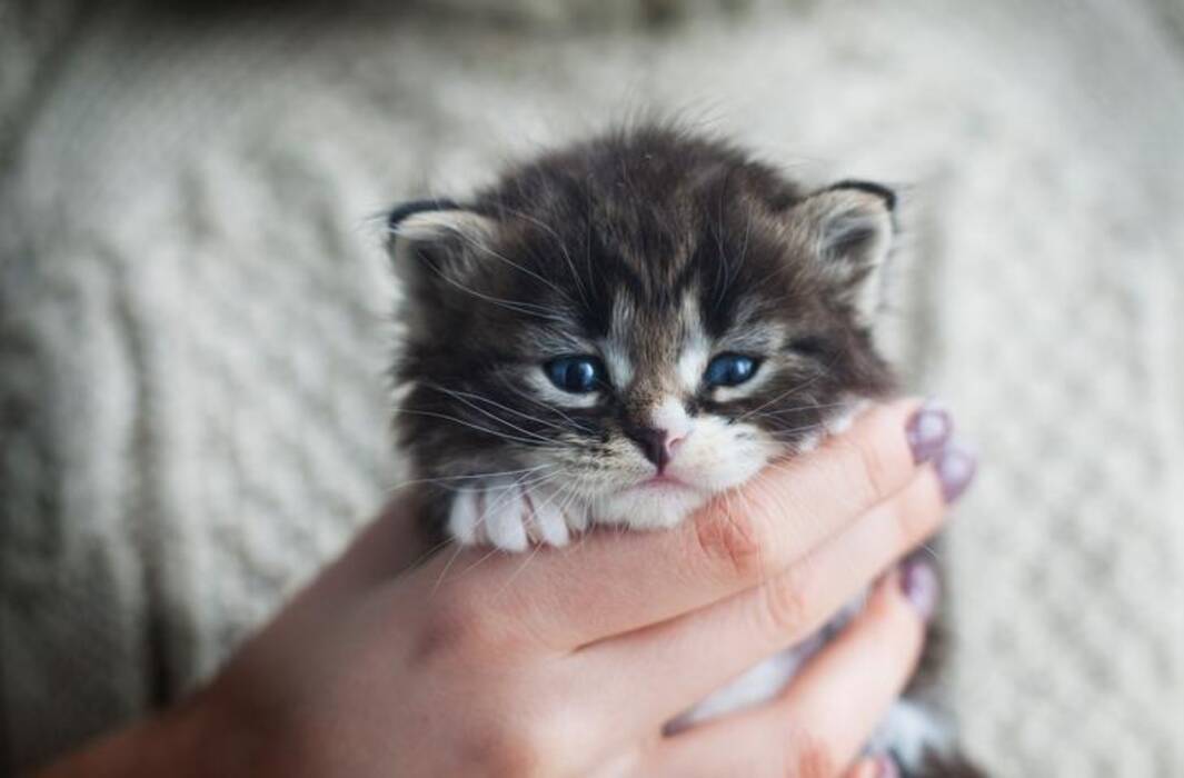Las razas de gatos más bonitas